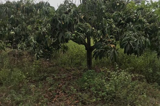 Venta de Terreno – San Fernando – Pachacamac