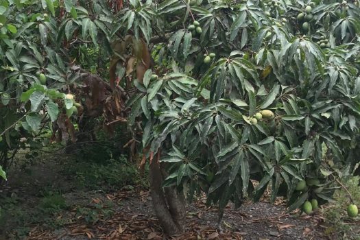 Venta de Terreno – San Fernando – Pachacamac