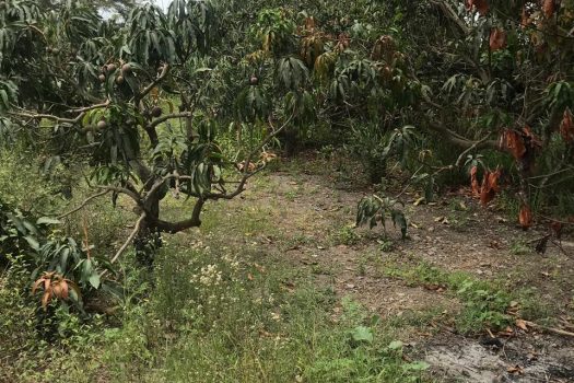 Venta de Terreno – San Fernando – Pachacamac